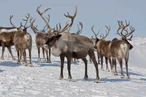 Reindeer Group